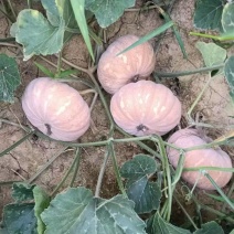 盘龙南瓜204大量有货千亩基地代发全国