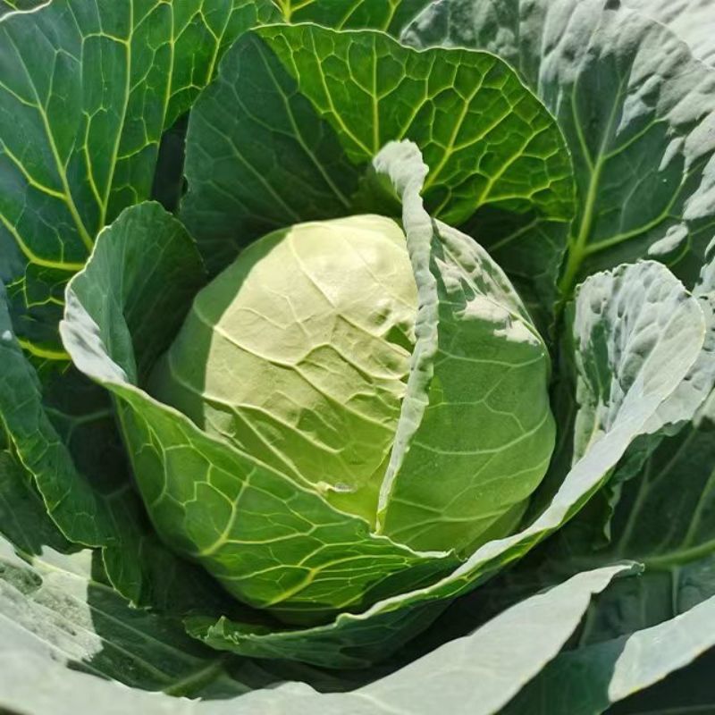 早生康翠甘蓝种子三季甘蓝种籽耐裂耐热耐运输结球甘蓝种子