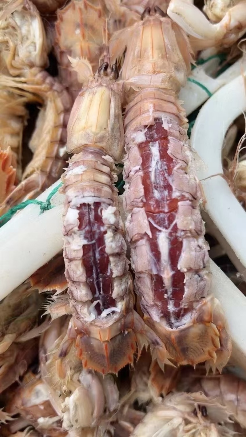 熟冻皮皮虾全规格大小都有公母混发