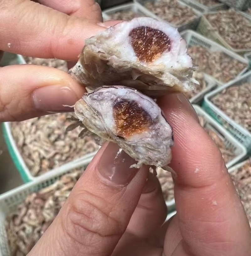 熟冻皮皮虾全规格大小都有公母混发