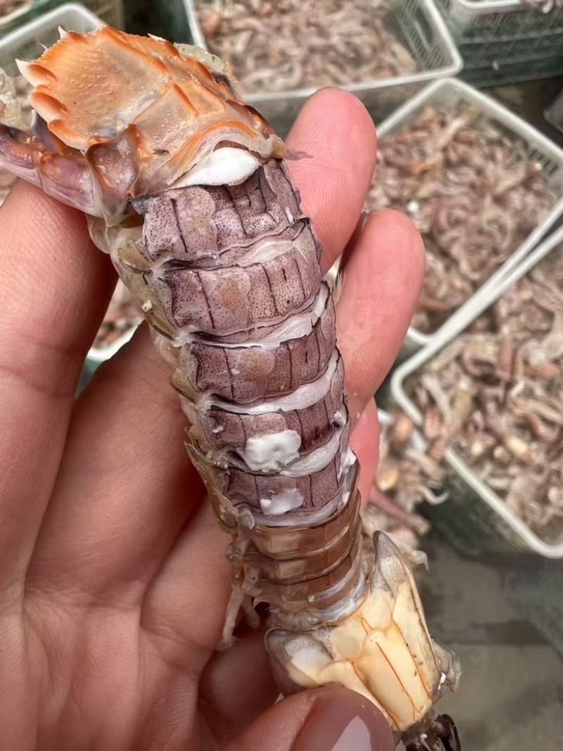 熟冻皮皮虾全规格大小都有公母混发