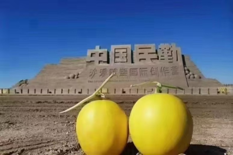 甘肃民勤沙漠蜜瓜