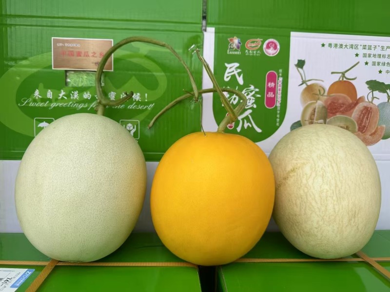 甘肃民勤沙漠蜜瓜