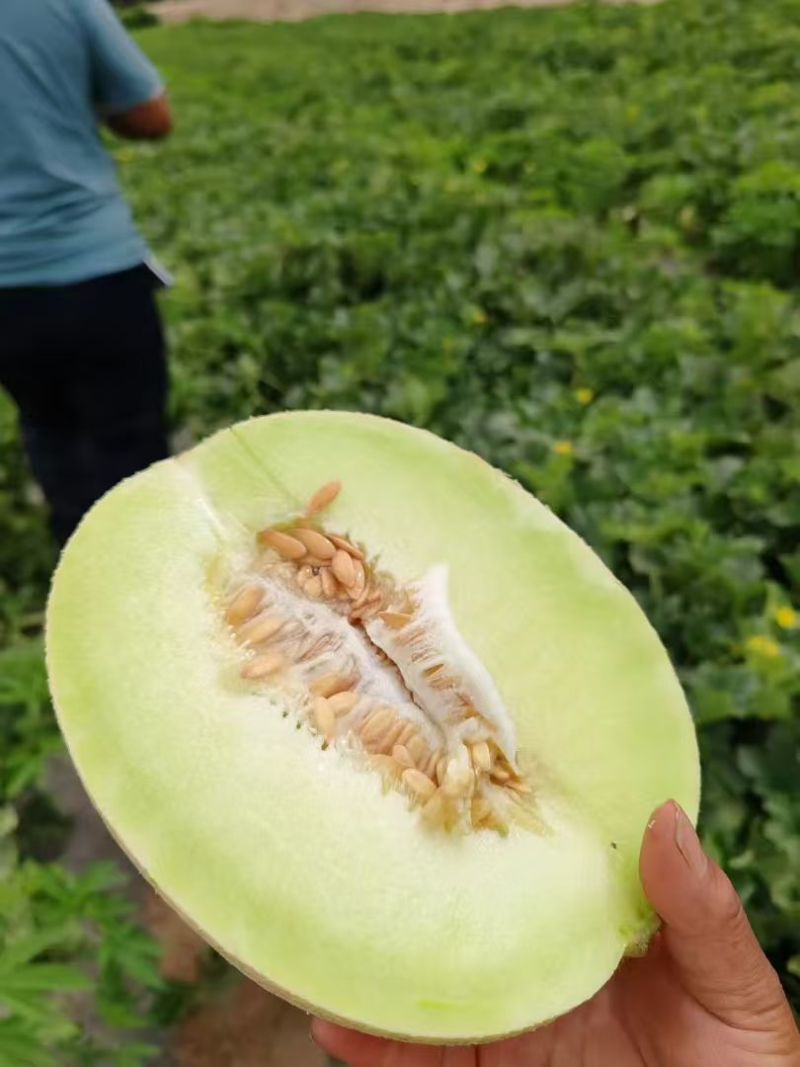 甘肃民勤沙漠蜜瓜