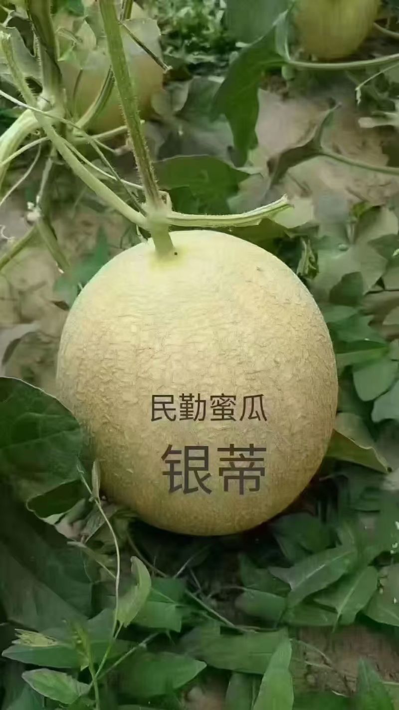 甘肃民勤沙漠蜜瓜