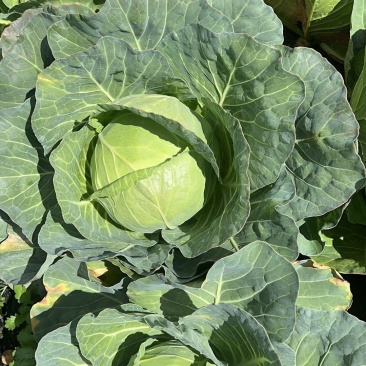 夏美甘蓝种子耐热甘蓝种子当季春夏秋包菜蔬菜种子籽基地菜园