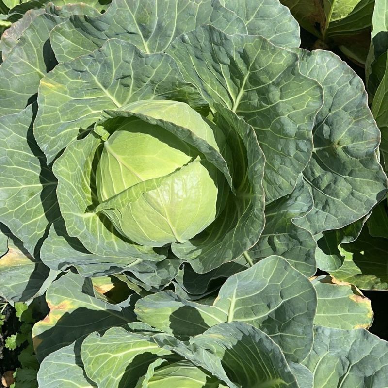 夏美甘蓝种子耐热甘蓝种子当季春夏秋包菜蔬菜种子籽基地菜园