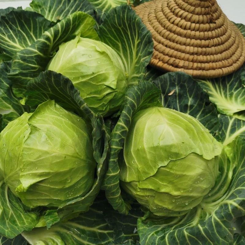 夏美甘蓝种子耐热甘蓝种子当季春夏秋包菜蔬菜种子籽基地菜园