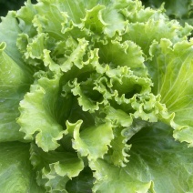 高山生菜