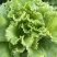 高山生菜