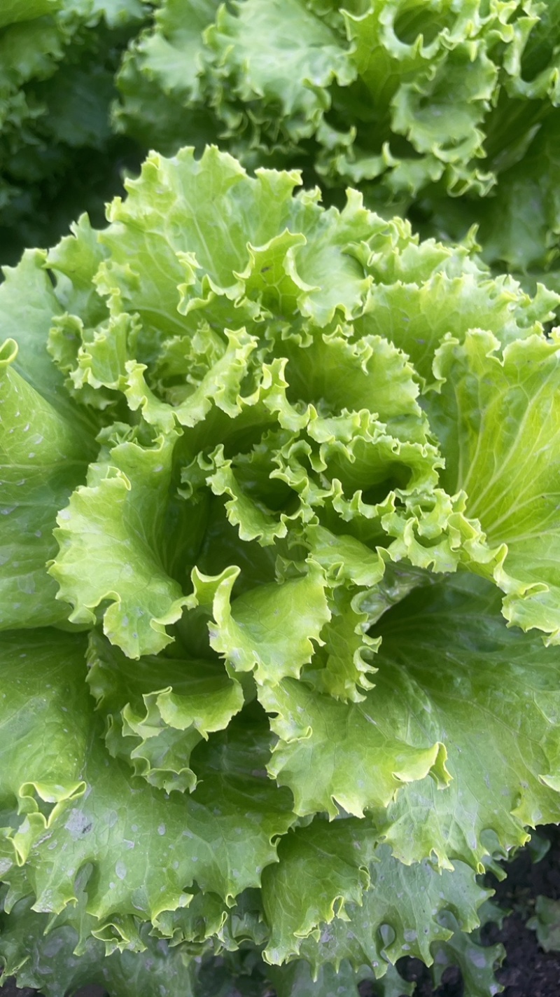 高山生菜