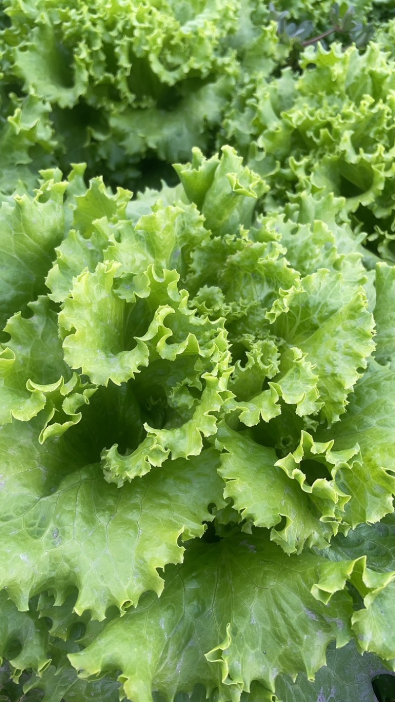 高山生菜