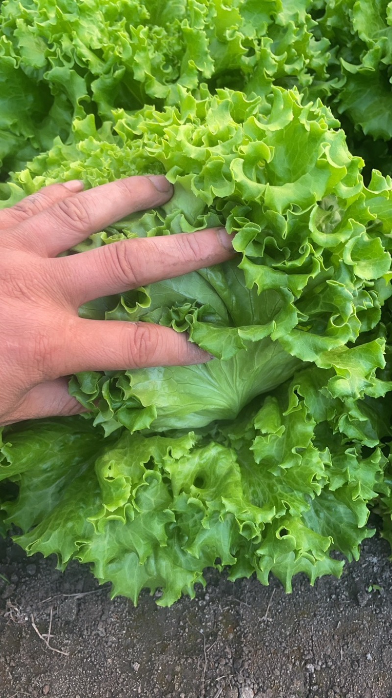 高山生菜