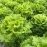 高山生菜