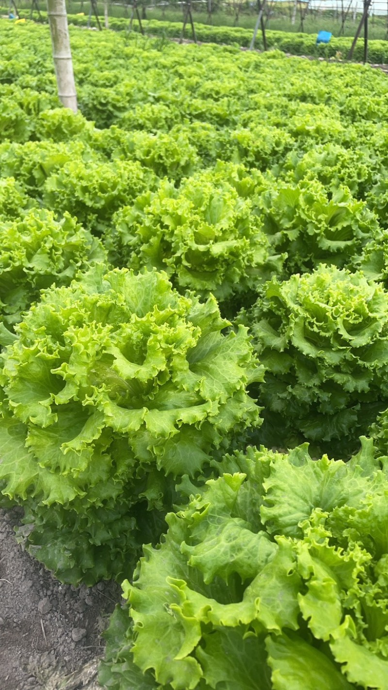 高山生菜