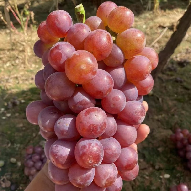 红无核葡萄大量现货，口感嘎嘎甜，货源充足，可视频看货