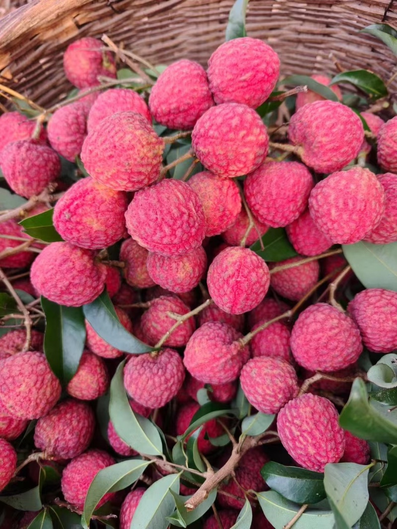 广西麻垌荔枝