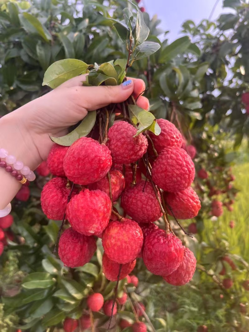 广西麻垌荔枝
