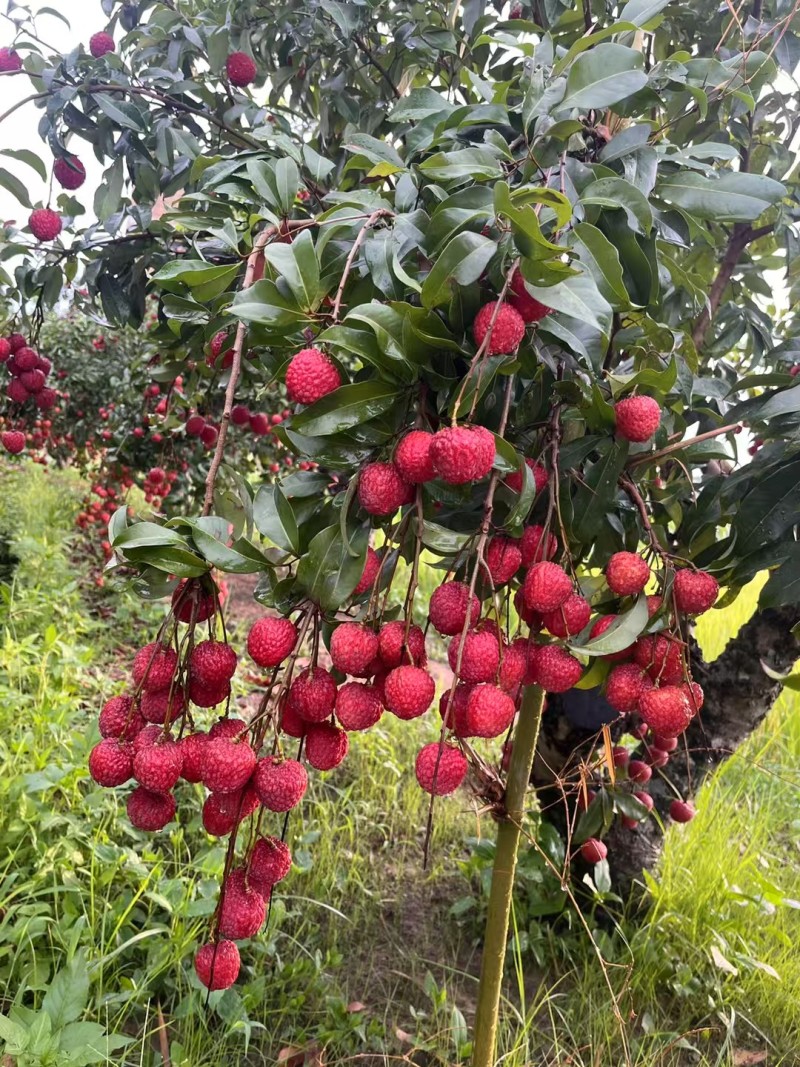 广西麻垌荔枝