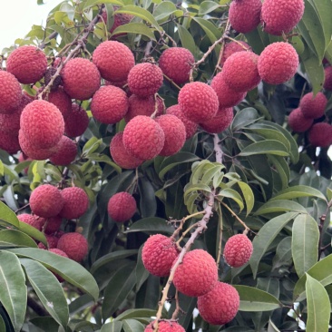 九里香玉包和荔枝