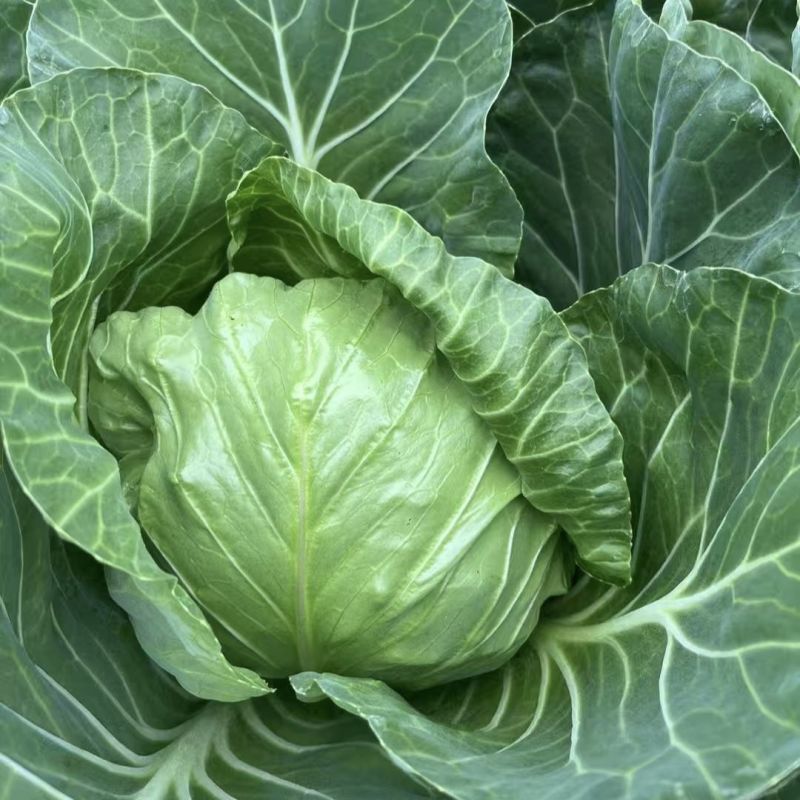璐通抗病韩绿甘蓝种子耐热菜子包菜卷心菜高产蔬菜种籽包心菜