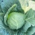 璐通抗病韩绿甘蓝种子耐热菜子包菜卷心菜高产蔬菜种籽包心菜