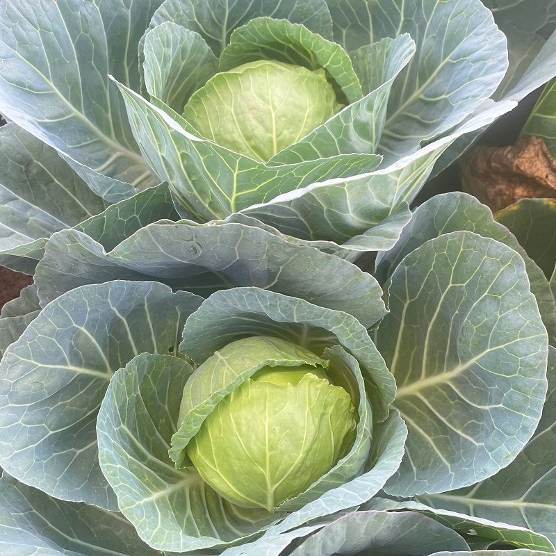 璐通抗病韩绿甘蓝种子耐热菜子包菜卷心菜高产蔬菜种籽包心菜