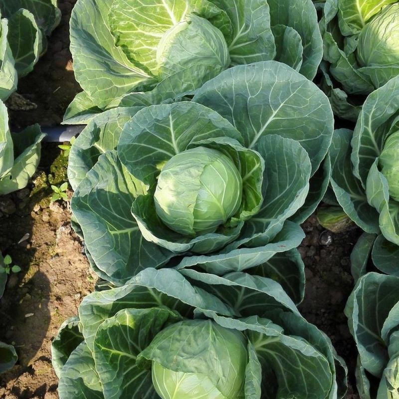 璐通抗病韩绿甘蓝种子耐热菜子包菜卷心菜高产蔬菜种籽包心菜