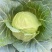 璐通抗病韩绿甘蓝种子耐热菜子包菜卷心菜高产蔬菜种籽包心菜