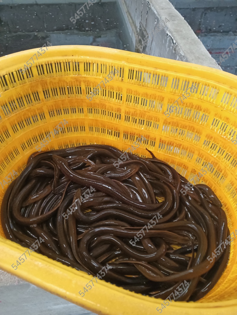 淡水养殖黄鳝