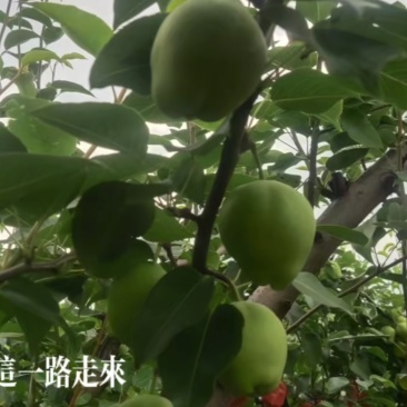 山西早酥梨