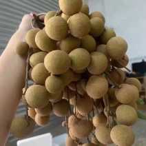 石夹龙眼