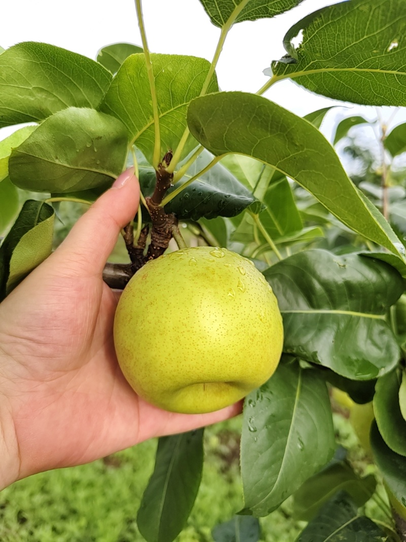 德阳罗江翠冠梨