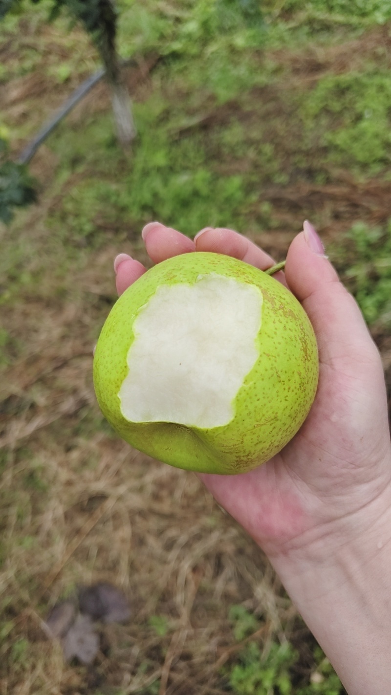 德阳罗江翠冠梨