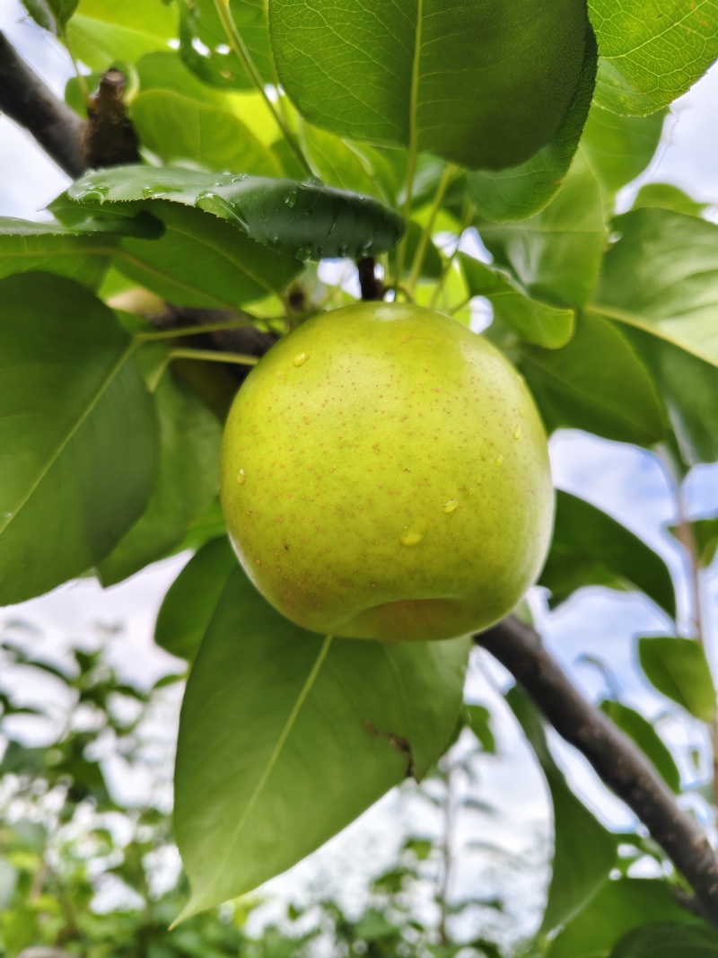 德阳罗江翠冠梨