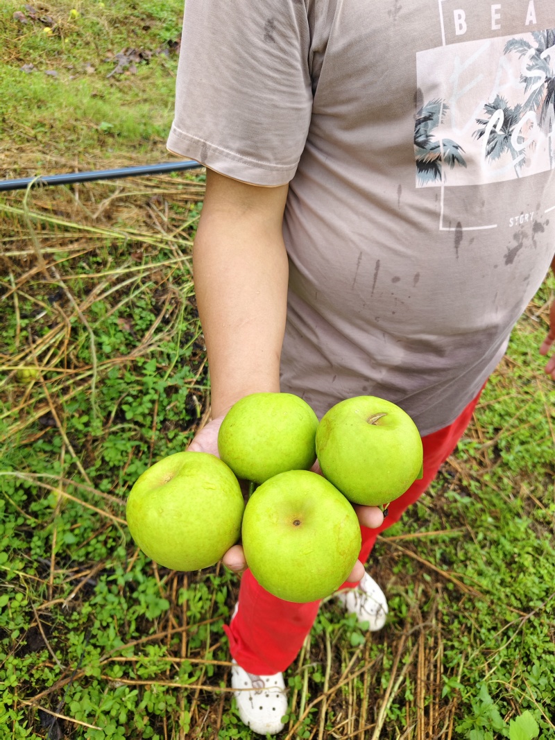 德阳罗江翠冠梨