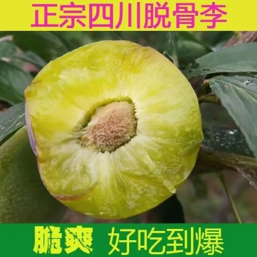 四川脱骨李半边红李子茵红李清脆李脆红李