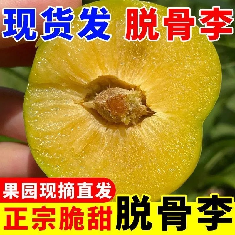 四川脱骨李半边红李子茵红李清脆李脆红李