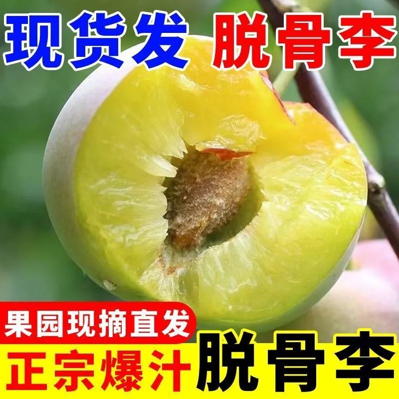 四川脱骨李半边红李子茵红李清脆李脆红李