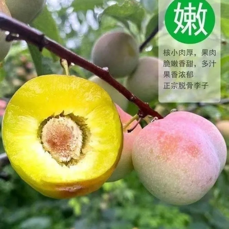 四川脱骨李半边红李子茵红李清脆李脆红李
