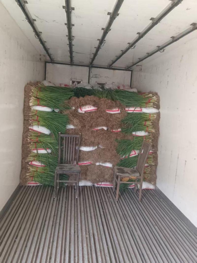 青海西宁产地直发精品蒜苗，品质保证，货源充足，欢迎来电。