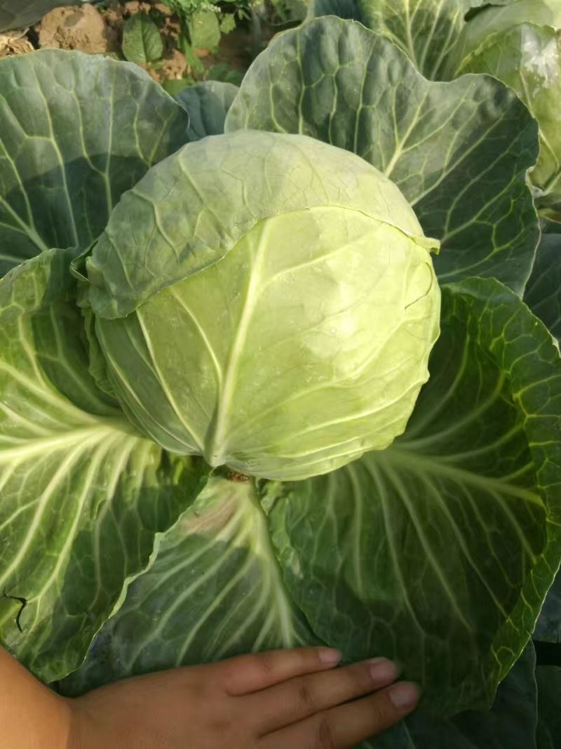 抗热绿甘60甘蓝种子耐热绿甘蓝包心菜圆白菜籽春夏秋播蔬菜