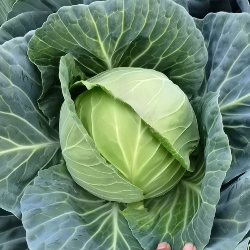 抗热绿甘60甘蓝种子耐热绿甘蓝包心菜圆白菜籽春夏秋播蔬菜