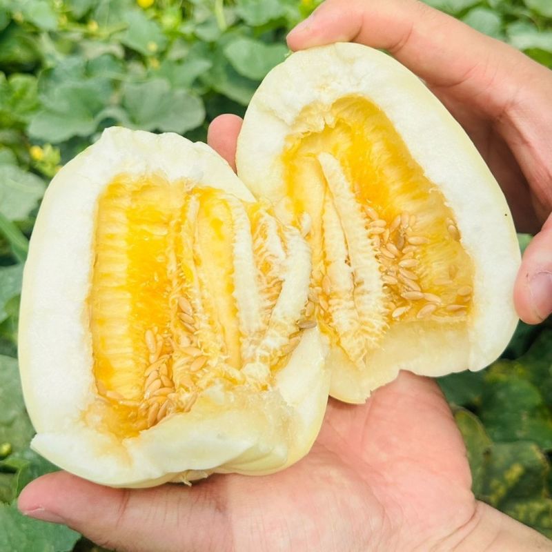 东北小白甜瓜，一手货源，量大从优，可视频看货，诚信经营