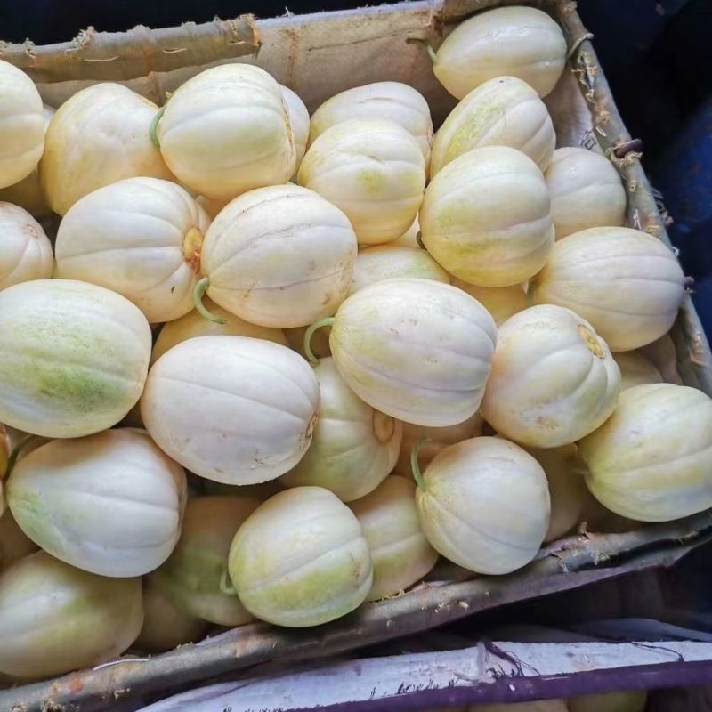 东北小白甜瓜，一手货源，量大从优，可视频看货，诚信经营