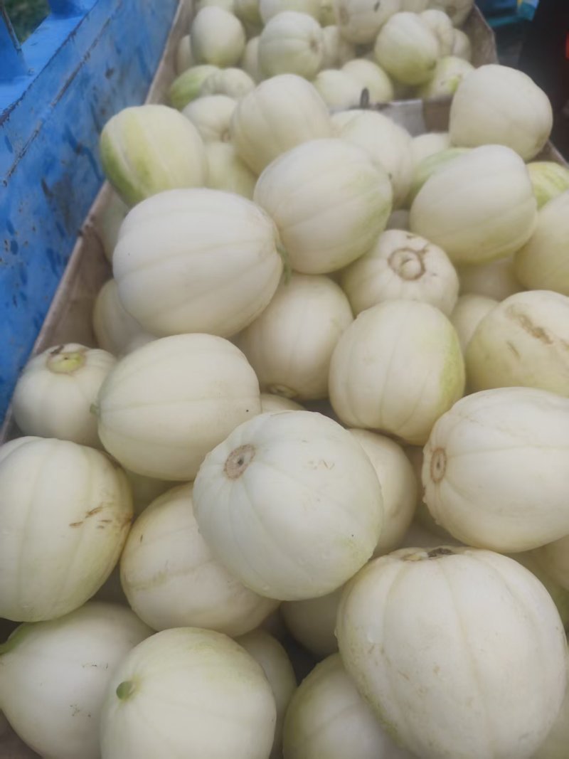东北小白甜瓜，一手货源，量大从优，可视频看货，诚信经营