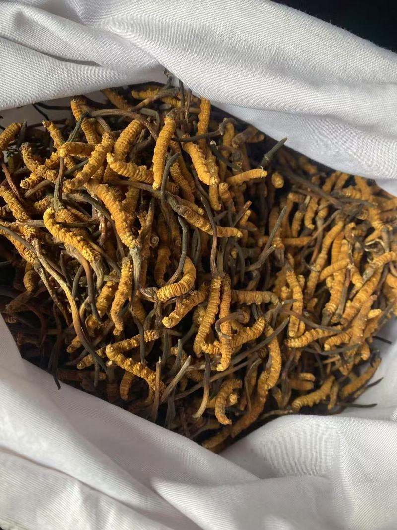 正品虫草专卖精心培育自产自销质量保证