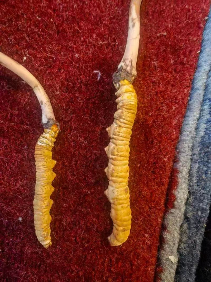 正品虫草专卖精心培育自产自销质量保证