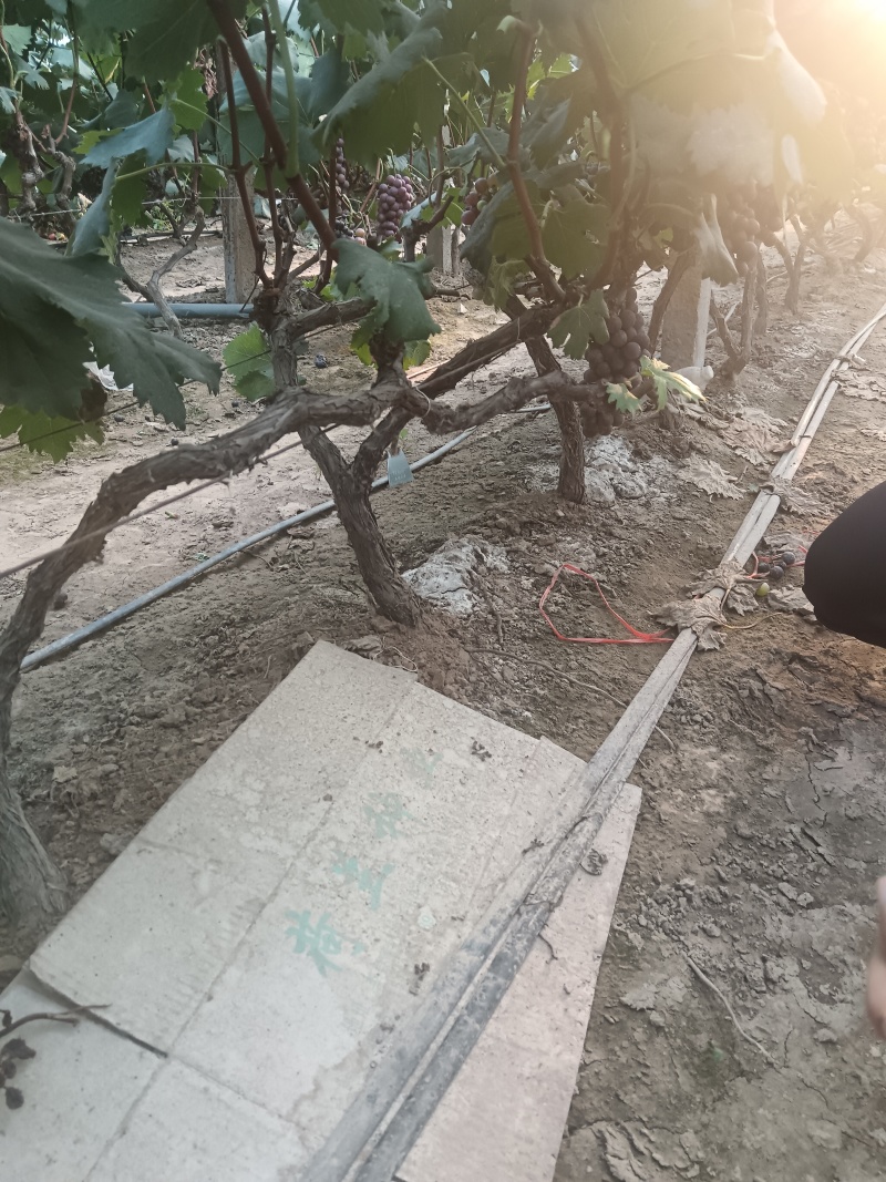 占地葡萄树，大葡萄树。产地一手货源。常年供货，发全国。