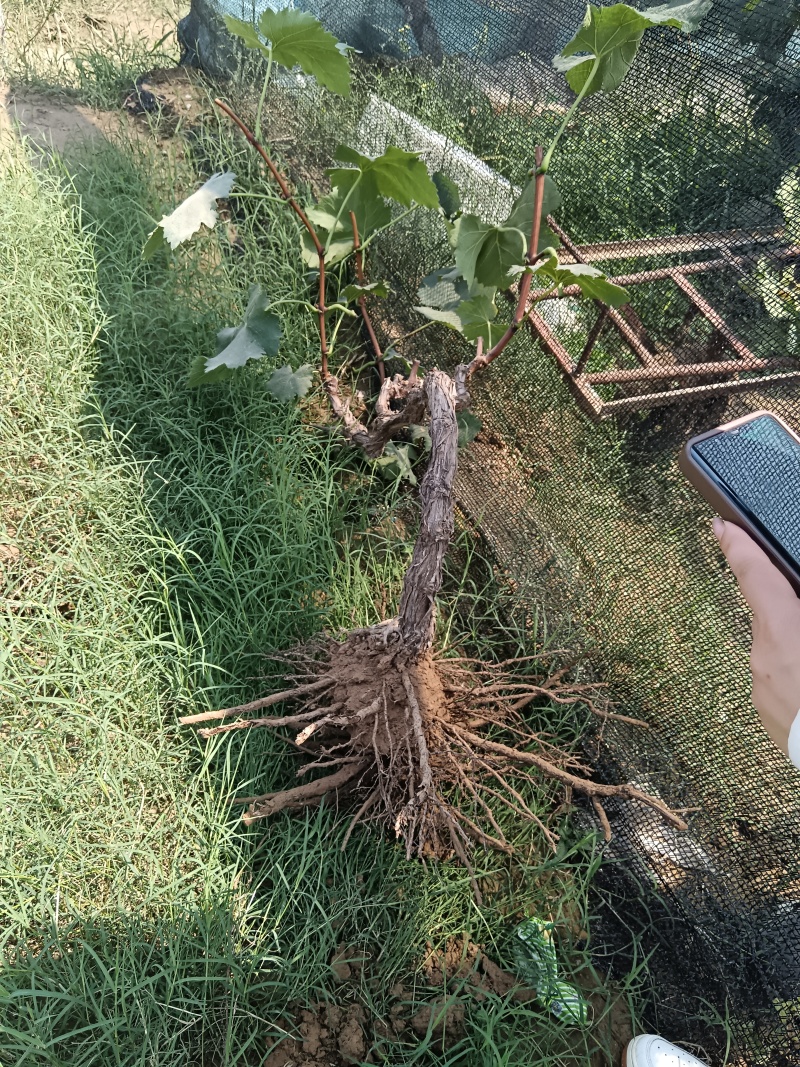 占地葡萄树，大葡萄树。产地一手货源。常年供货，发全国。